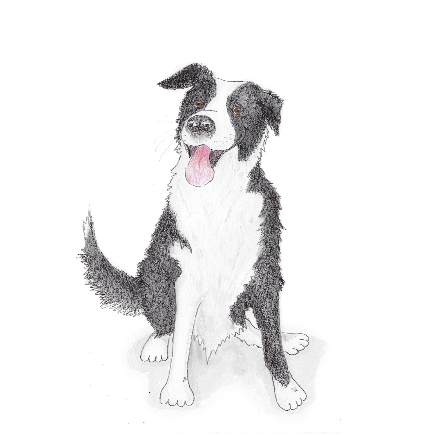 Drawing of a happy border collie