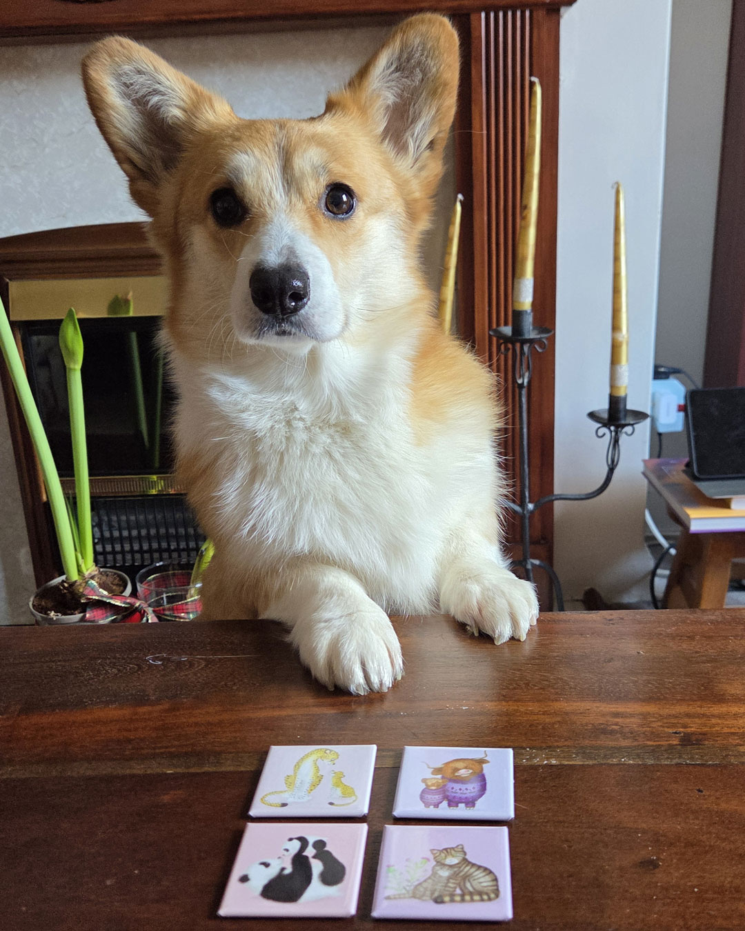 Cute corgi with 4 magnets in front of her on a table.